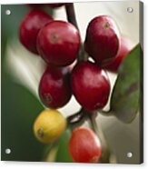 Coffee Beans Ripening On The Tree Acrylic Print