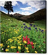 Colorado State Forest Wildflowers, Usa Acrylic Print