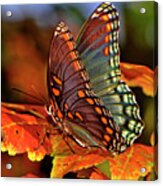Colorful Butterfly On The Autumn Leaves 002 Acrylic Print