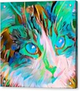 Colorful Cat Face Abstract Blue Eyes Acrylic Print