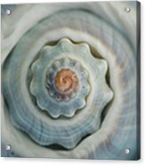 Colorful Conch Shell Spiral Acrylic Print