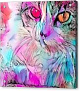 Colorful Content Cat Wild Eyes Acrylic Print