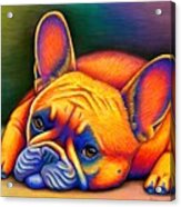 Daydreamer - Colorful French Bulldog Acrylic Print