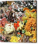 Colorful Ocean Sponges At Low Tide Oregon Usa Acrylic Print