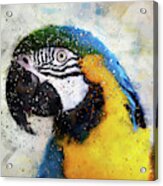 Colorful Parrot - 15 Acrylic Print