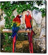 A Pair Of Colorful Macaws Acrylic Print