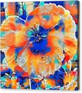 Colorful Poppy Acrylic Print