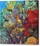 Colorful Reef With Copy Space Acrylic Print