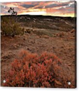 Colorful Sunset And Bush In Bentonite Site Acrylic Print