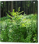 Colors Of A Forest In Vogelsberg Acrylic Print