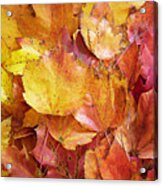 Colors Of Fall - Yellow To Red Acrylic Print