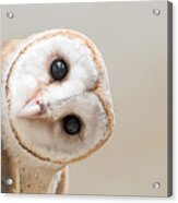 Common Barn Owl  Tyto Albahead  Head Acrylic Print