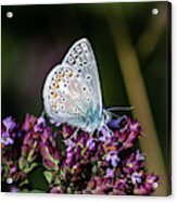 Common Blue Showing The Underside While Perching On The Oregano Acrylic Print