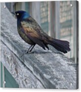 Common Grackle Acrylic Print