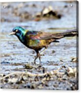 Common Grackle On Drained Rosemary Lake Acrylic Print