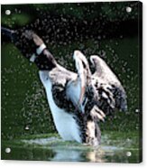 Common Loon Stretching Acrylic Print