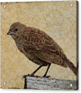 Common Sparrow Acrylic Print