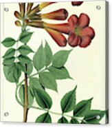 Common Trumpet Flower Acrylic Print