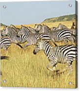 Common Zebra Herd Galloping Acrylic Print