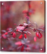 Concorde Japanese Barberry. Autumn Mood Acrylic Print