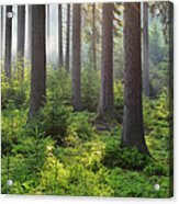 Coniferous Forest In The Morning Acrylic Print