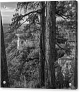 Conifers, Grand Canyon Acrylic Print