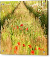 Converging Tracks In A Flower Meadow Acrylic Print