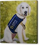 Cope Service Dog Labrador Acrylic Print