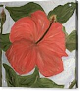 Coral Colored Hibiscus Acrylic Print