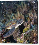 Coral Garden And Green Turtle Acrylic Print