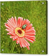 Coral Gerbera Daisy With A June Bug Acrylic Print