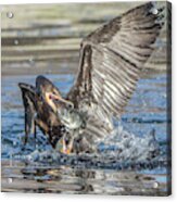 Cormorant With Fish 5261-022619-2 Acrylic Print