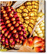 Corn Cobs Acrylic Print