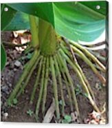 Corn Root 1 Acrylic Print