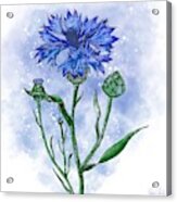 Cornflower Blue Acrylic Print