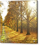 Country Lane In Autumn Acrylic Print