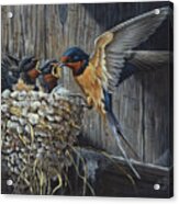 Country Living  - Barn Swallows Acrylic Print