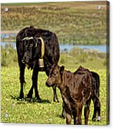 Cow Family Acrylic Print