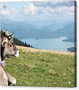 Cow In The Alps Acrylic Print