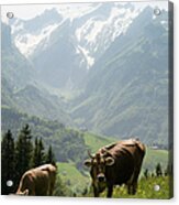 Cow Swiss Cattle In Alpine Surrounding Acrylic Print