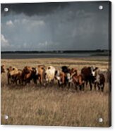 Cows Acrylic Print