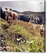 Cows On An Alpine Pasture Acrylic Print