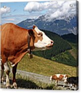Cows With Bells Walking In The Alps On Acrylic Print