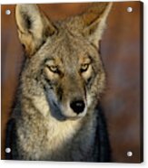 Coyote 1 Acrylic Print