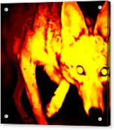 Coyote Extreme Acrylic Print