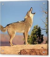 Coyote Acrylic Print