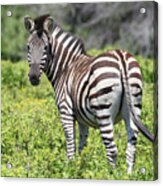 Cq2r7852 Zebra - Burchells Sa Acrylic Print