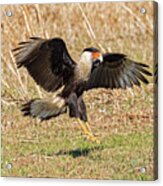 Crested Caracara Acrylic Print