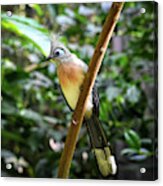 Crested Coua - Bird Of Madagascar Acrylic Print