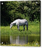 Cumbria. Ulverston. Horse By The Canal Acrylic Print